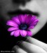 fialový kvet.jpg